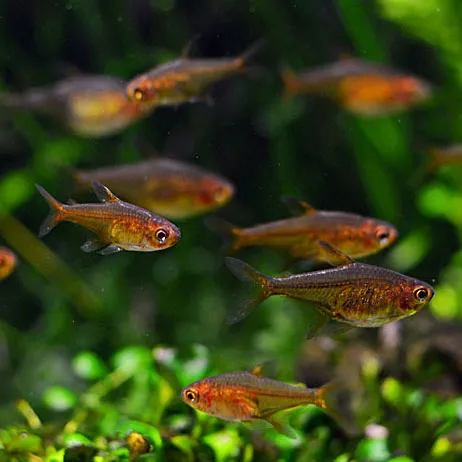Ember tetra (Hyphessobrycon amandae). Photo: Gordon Axmann, CC BY-SA 3.0, via Wikimedia Commons.