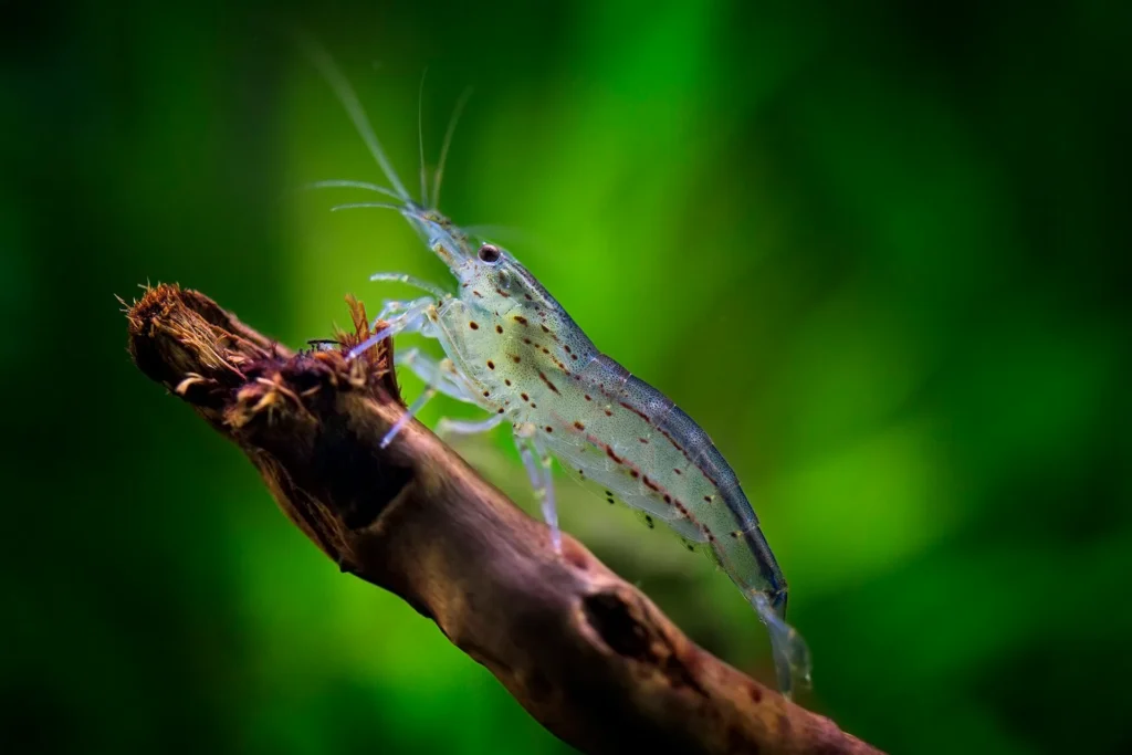 Amano shrimp (Caridina multidentata). Photo: Stefanie Leuker, CC0, via Wikimedia Commons.