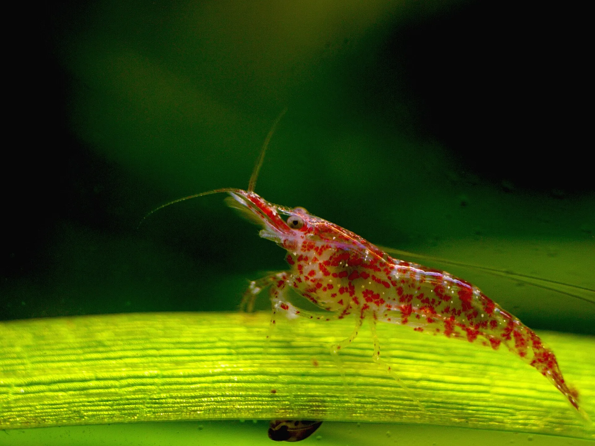 Cherry shrimp (Neocaridina davidi). Photo: Sean Murray, CC BY-SA 2.0, via Wikimedia Commons.