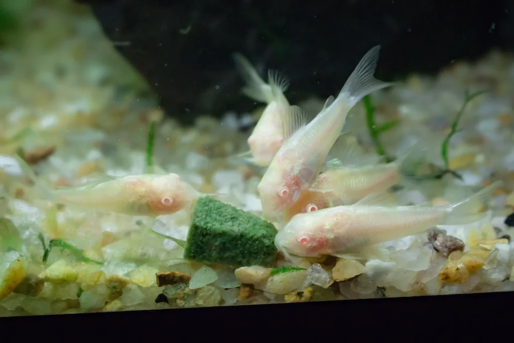 Albino bronze corys (Corydoras aeneus) feeding