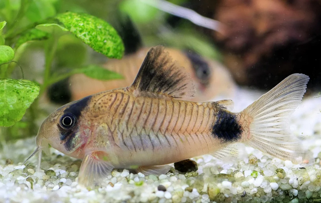 Panda cory (Corydoras panda). Photo: Dornenwolf, CC BY 2.0, via Wikimedia Commons.