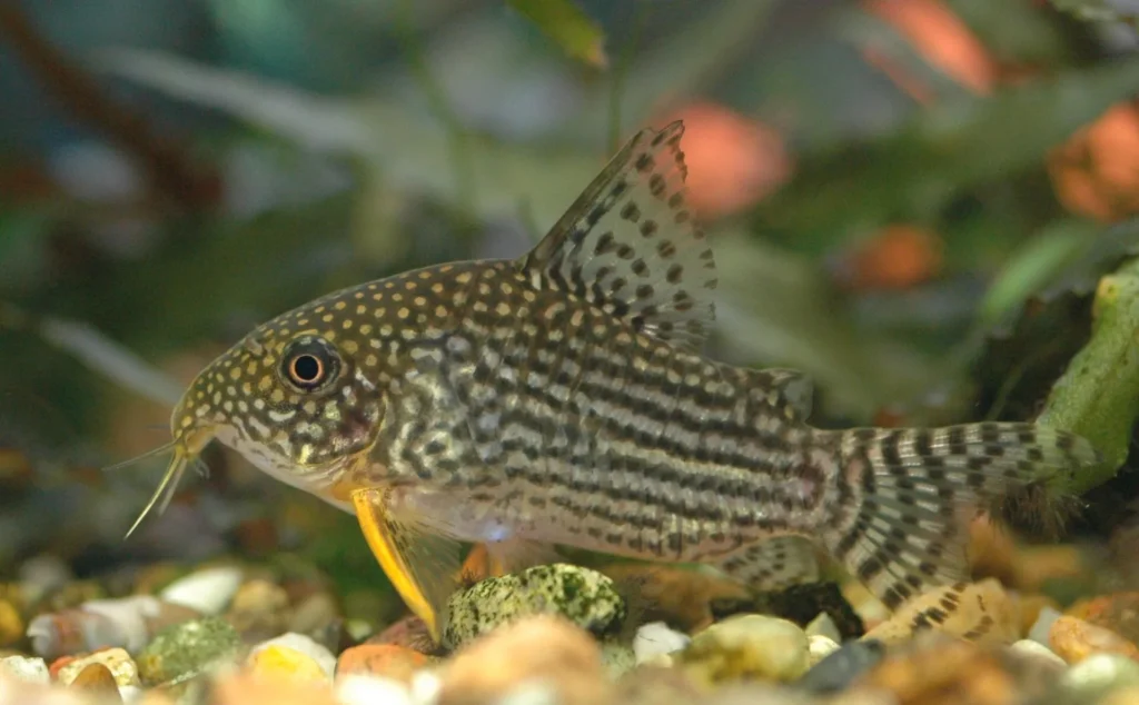 Sterba's cory (Corydoras sterbai)