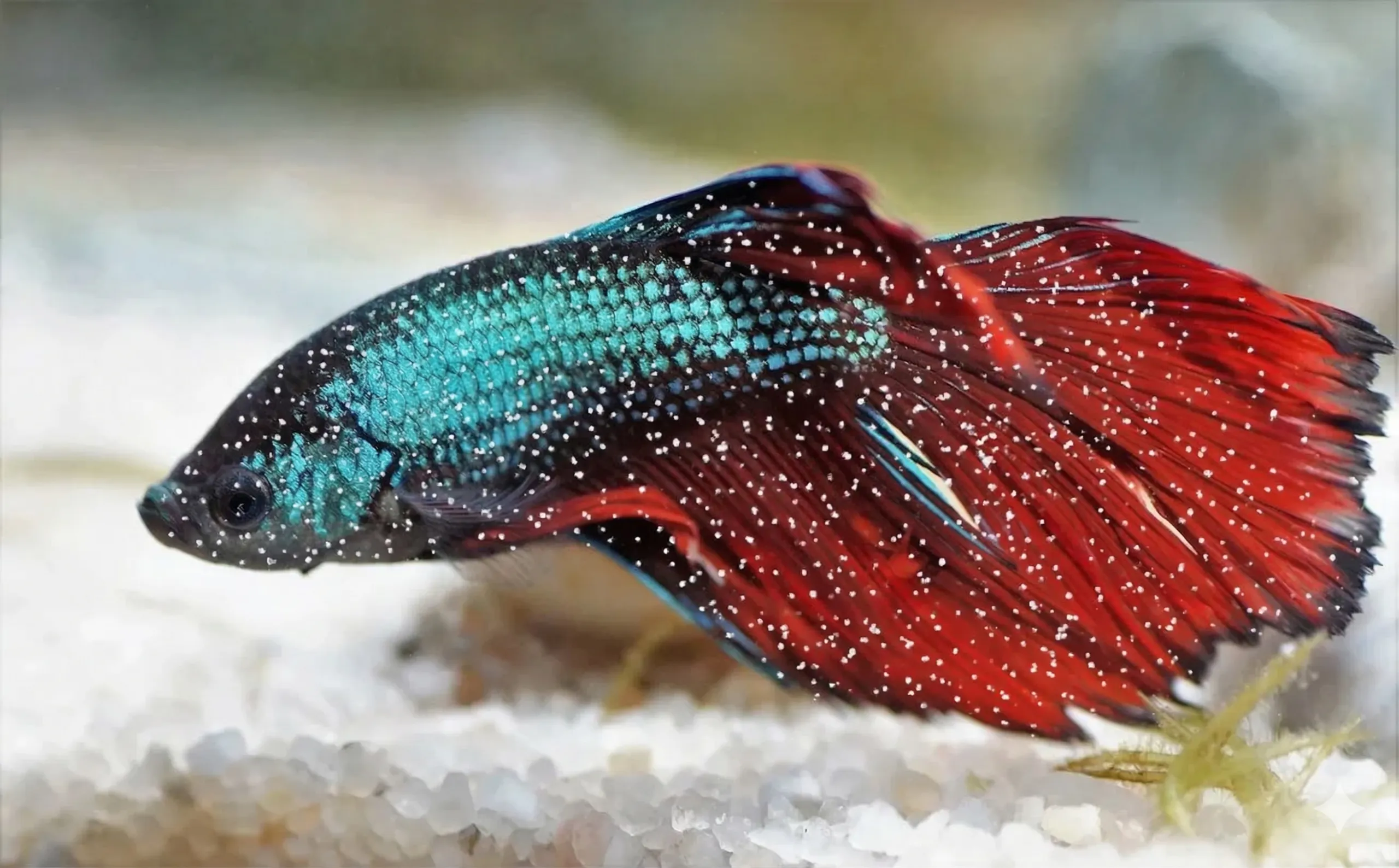 A mockup of a male betta fish with ich