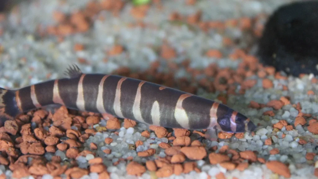 Kuhli loach (Pangio sp.). Photo: Iidkk, CC BY-SA 4.0, via Wikimedia Commons.