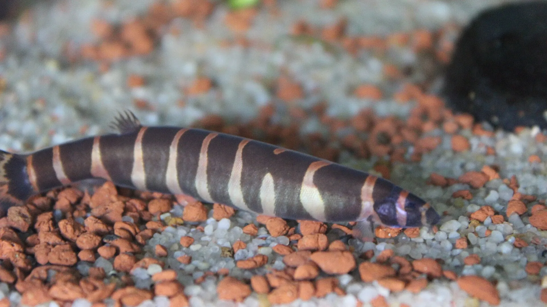 Eel-shaped fish stretched along red and grey gravel, dark body crossed by pale cream bands, barbels visible at the mouth.