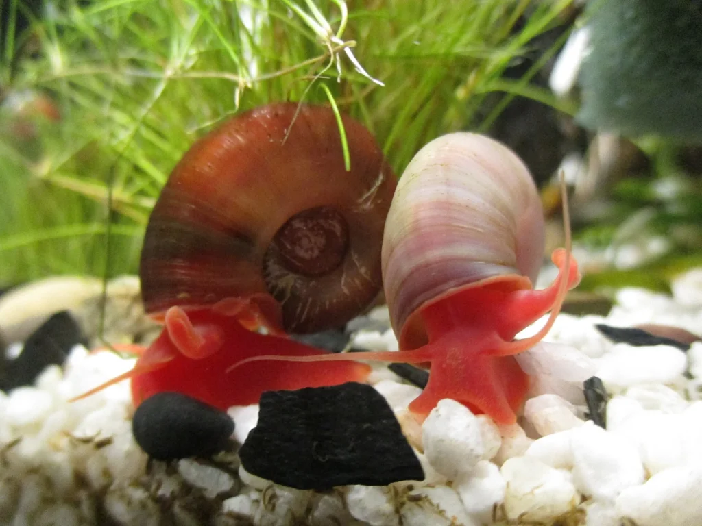 Seminole ramshorn snails (Planorbella duryi). Photo: Dat doris, CC BY-SA 4.0, via Wikimedia Commons.