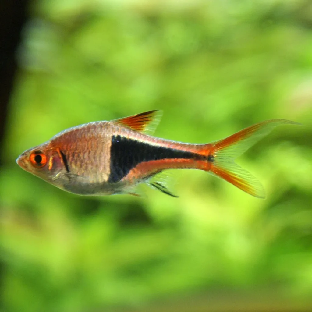 Harlequin rasbora
