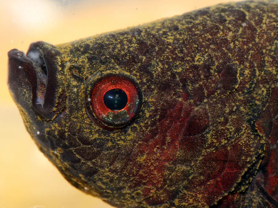 Betta fish with velvet disease showing gold dust coating on head