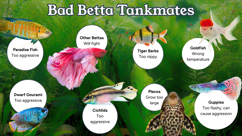 Infographic titled "Bad Betta Tankmates," listing eight fish species to avoid housing with bettas, each with a photo and reason: Paradise Fish (too aggressive), Other Bettas (will fight), Tiger Barbs (too nippy), Goldfish (wrong temperature), Dwarf Gourami (too aggressive), Cichlids (too aggressive), Plecos (grow too large), Guppies (too flashy, can cause aggression).