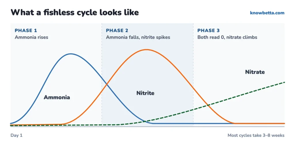 Nitrogen cycle graph for a new betta tank: ammonia spikes, then nitrite, then both fall to 0 as nitrate climbs over 3 to 8 weeks.