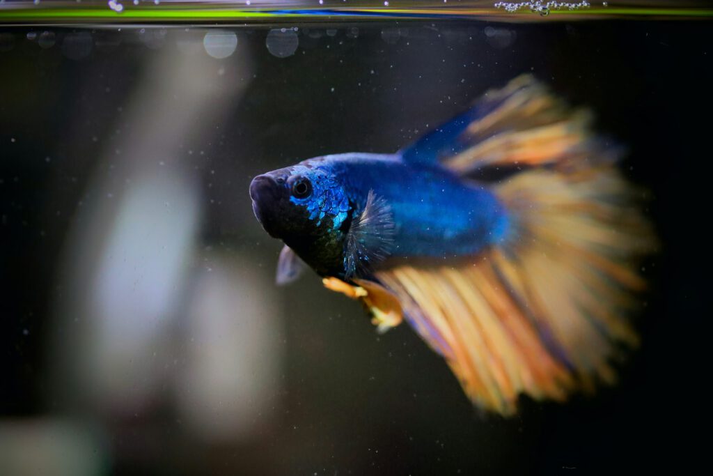 Blue betta fish with yellow fins swimming just below the surface of an aquarium.
