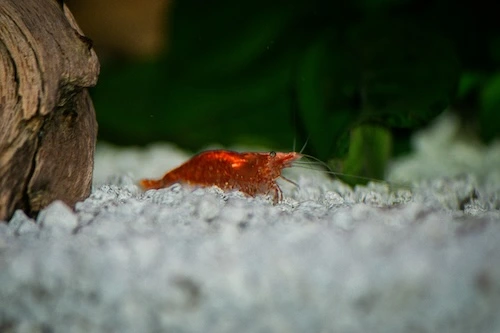 cherry shrimp