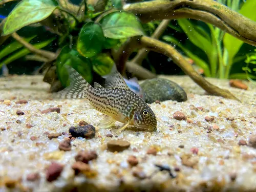 Corydoras catfish