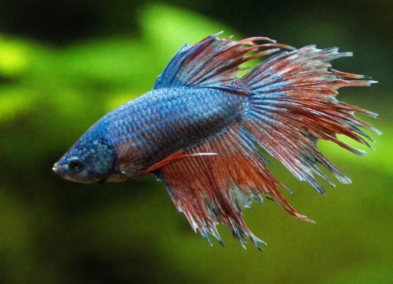 A close-up photograph of a male betta fish with fin rot