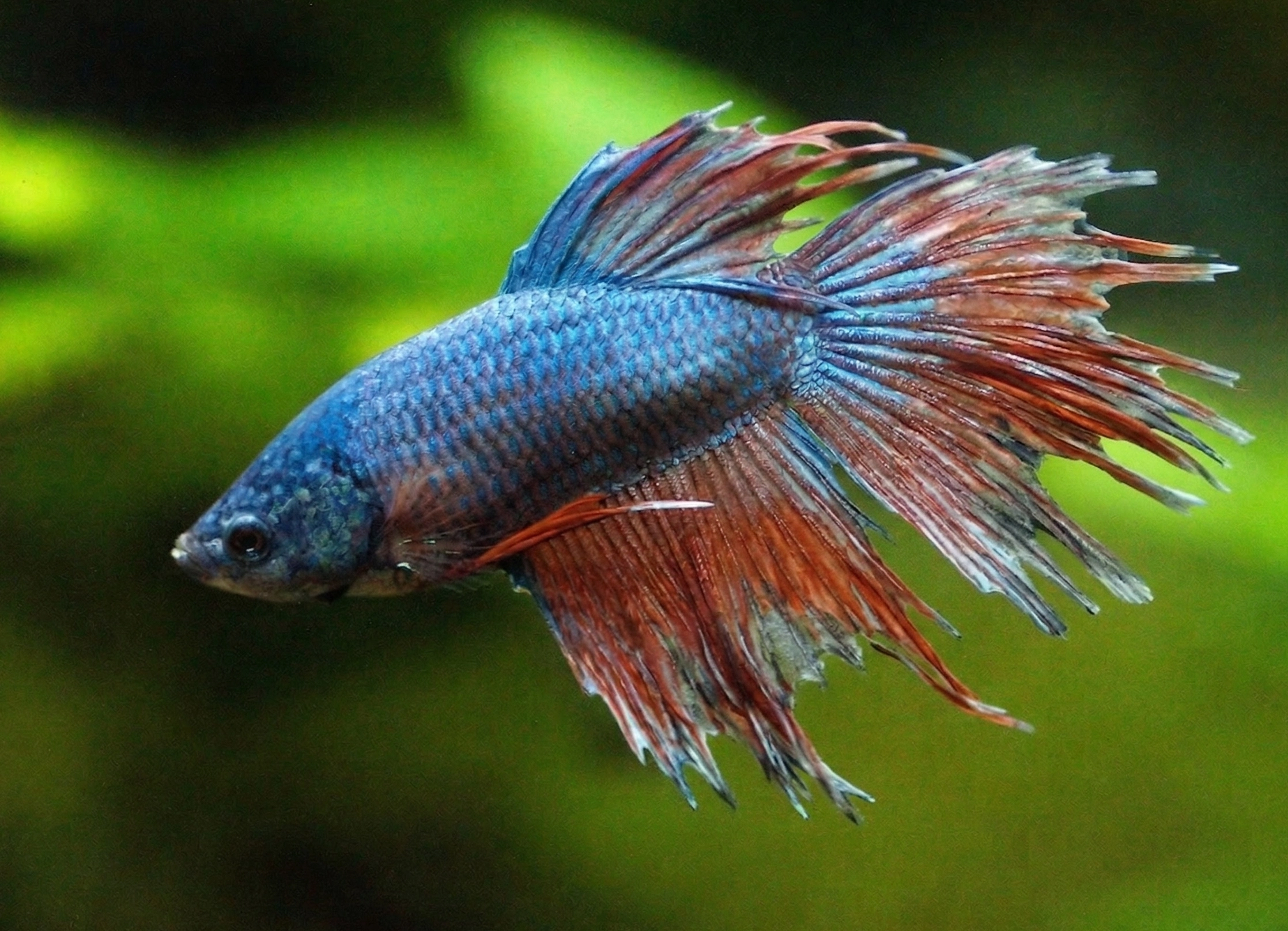 A close-up photograph of a male betta fish with fin rot