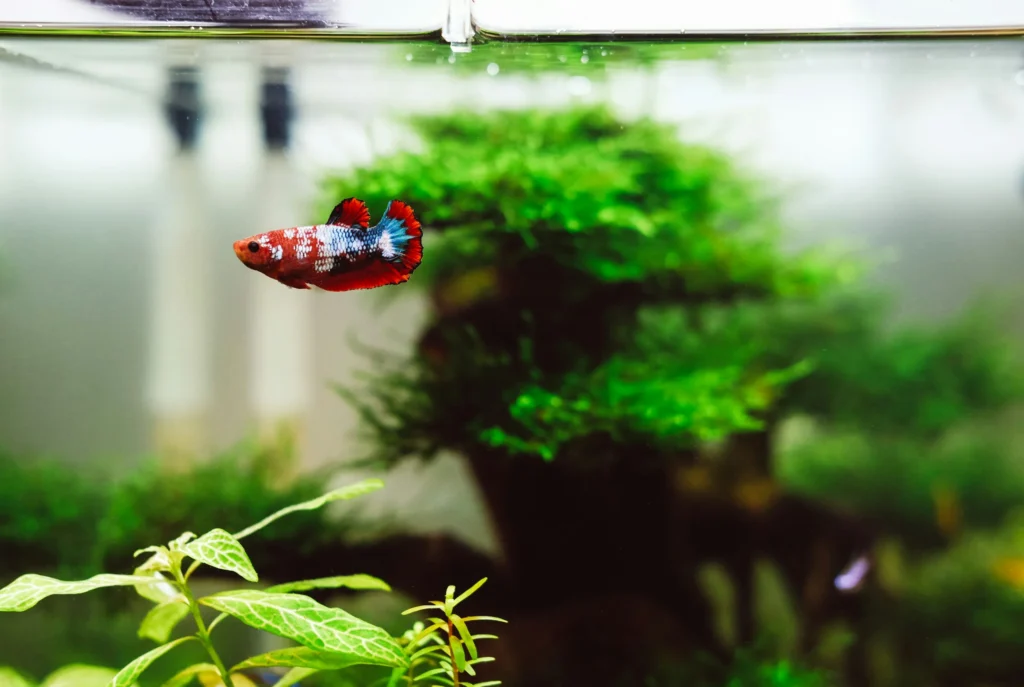 Small red betta speckled with white and blue, near the surface of a planted tank with moss and stem plants behind it.