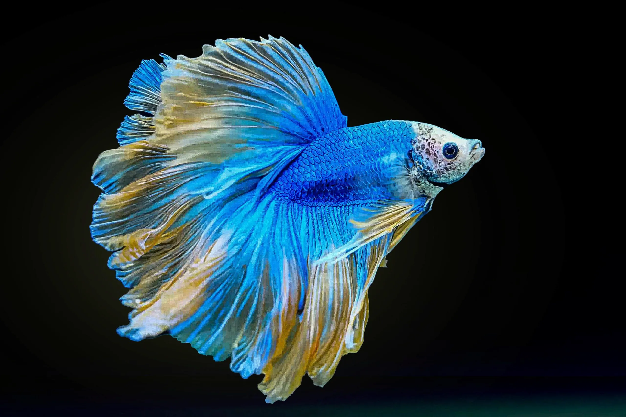 Blue betta fish with flowing fins against a black background.