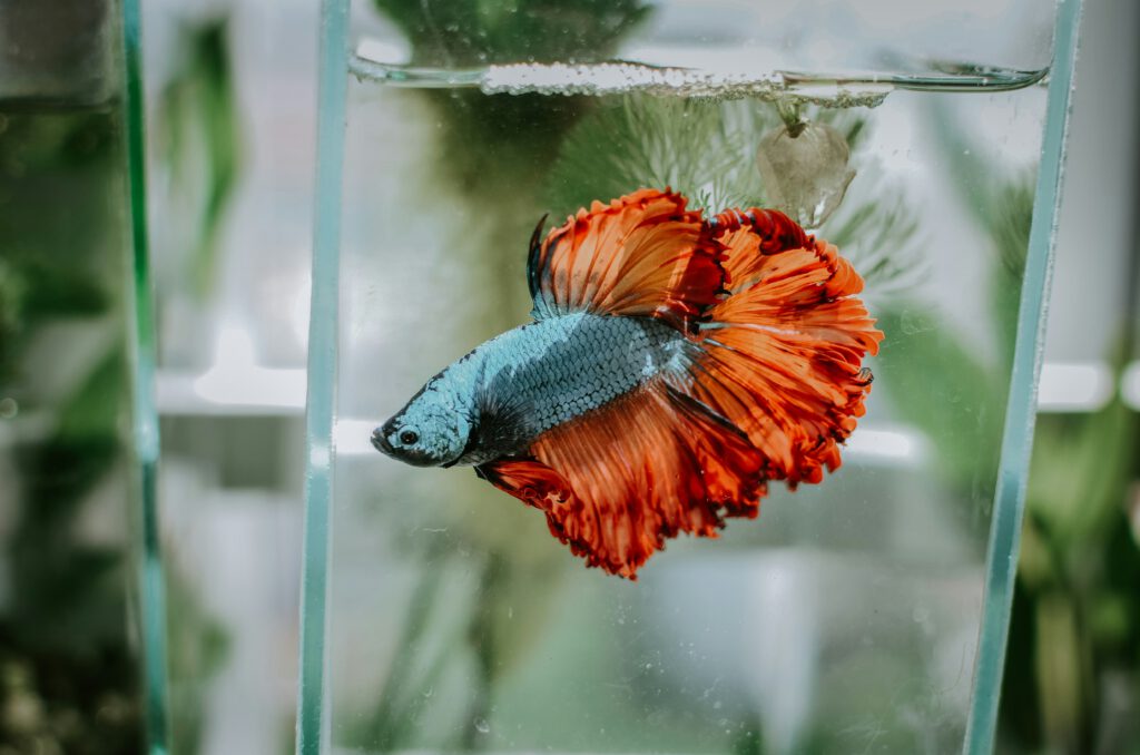 Blue and orange betta fish swimming just below the water’s surface in a glass aquarium.