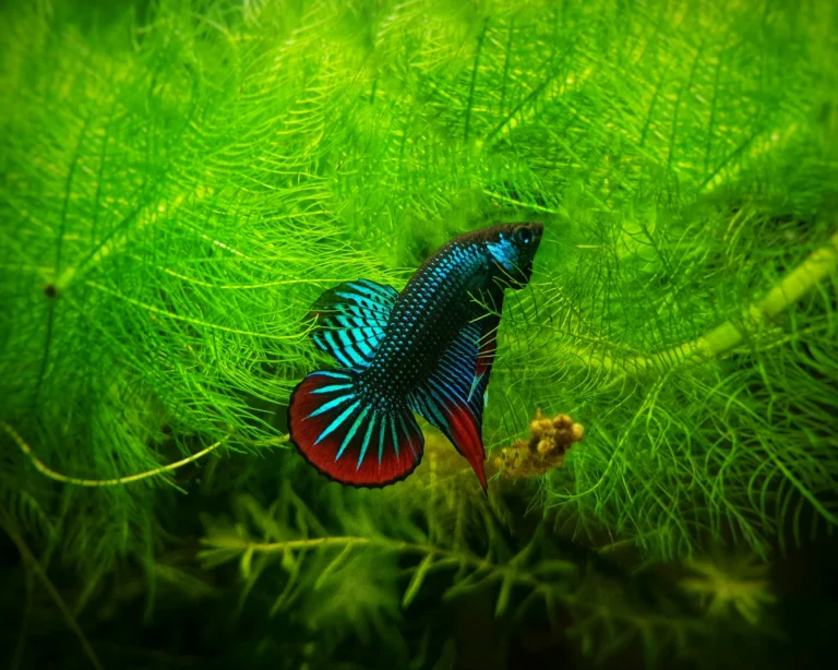 Blue and red betta fish swimming among dense green aquatic plants.