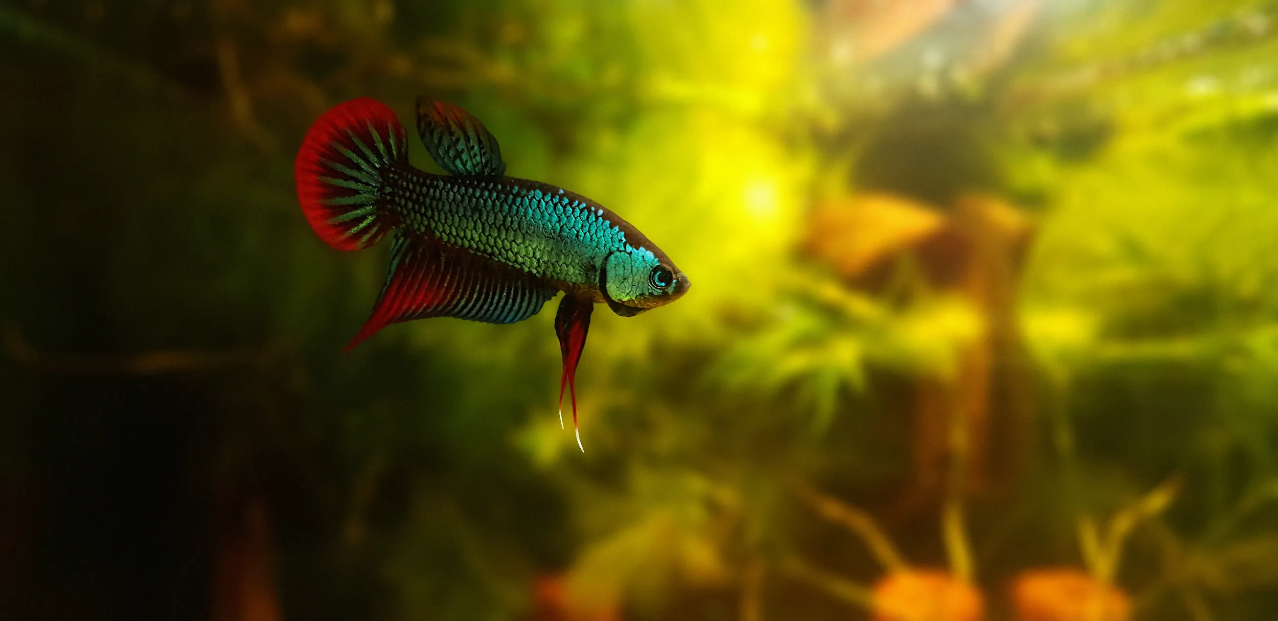 A betta fish