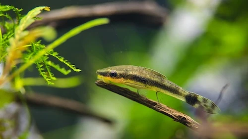 Otocinclus catfish