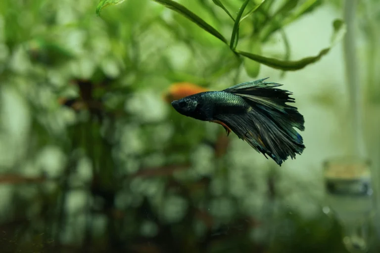 Dark green betta fish swimming in a planted aquarium