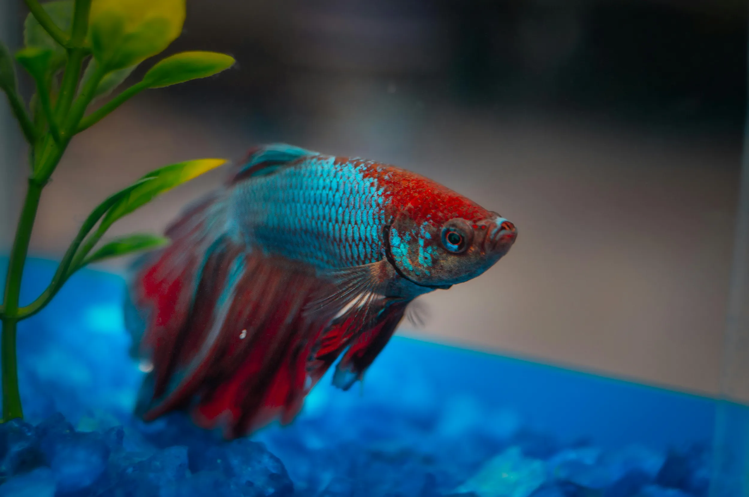 Blue and red betta fish swimming in an aquarium beside a green plant.