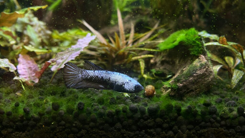 Betta fish swimming along the bottom of a planted aquarium