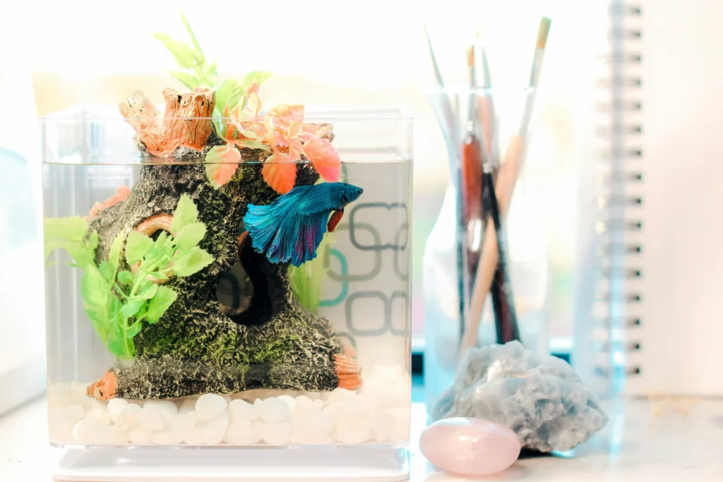 Blue betta fish swimming in a small desktop aquarium
