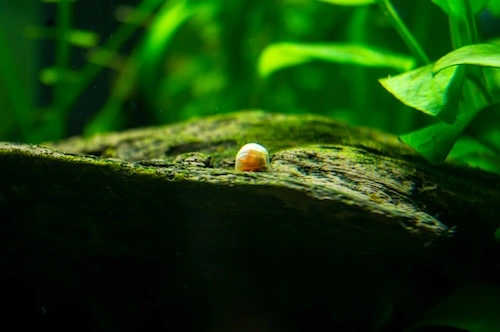 Ramshorn snail