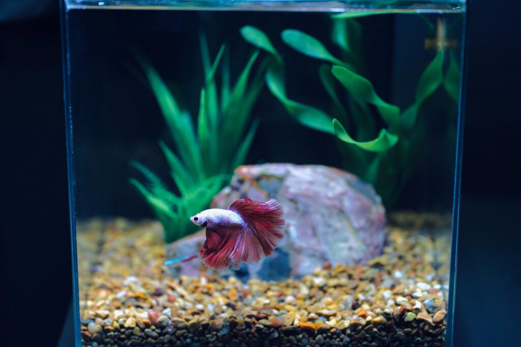 Red and white betta fish swimming in a small aquarium with gravel, plants, and a rock decoration.