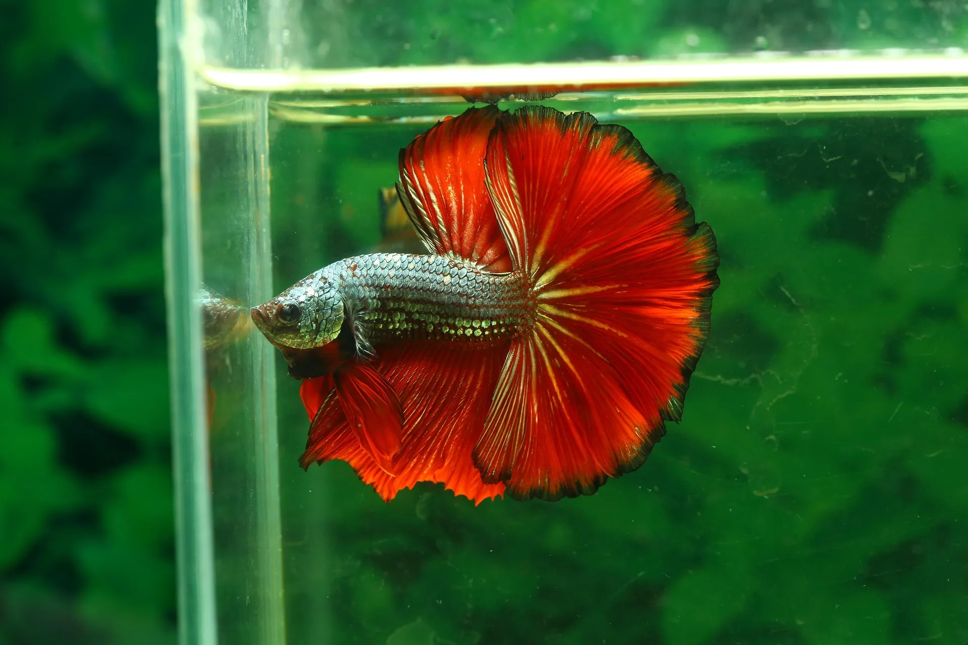Red betta fish with large flowing fins swimming near the glass wall of an aquarium.