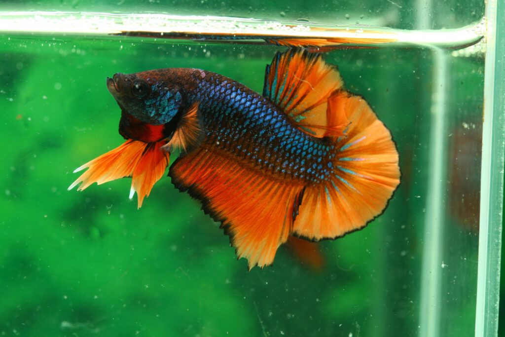 Blue betta fish with bright orange fins swimming near the surface of a glass aquarium.