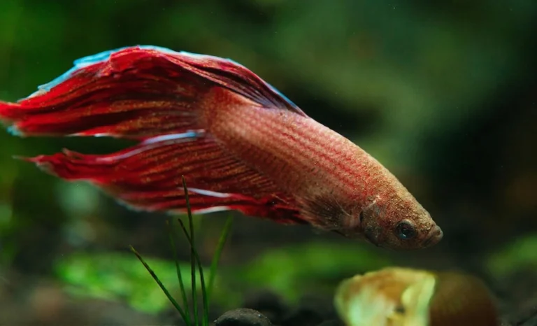 Mockup of a betta fish with velvet