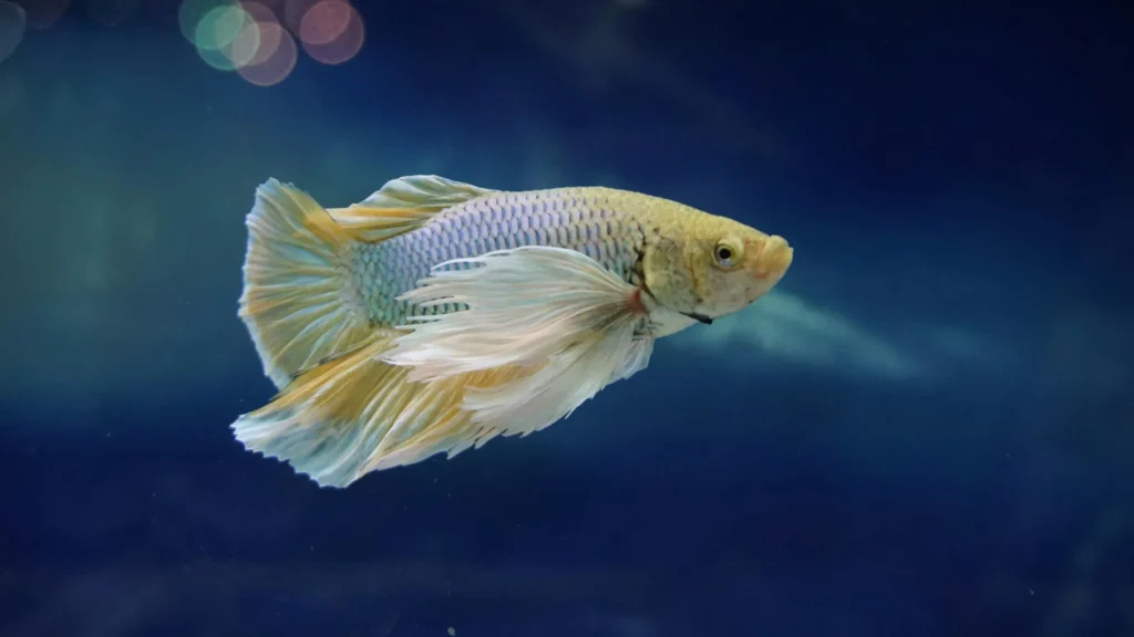 Pale yellow betta with cream-white fins and iridescent scales, swimming against a dark blue background.