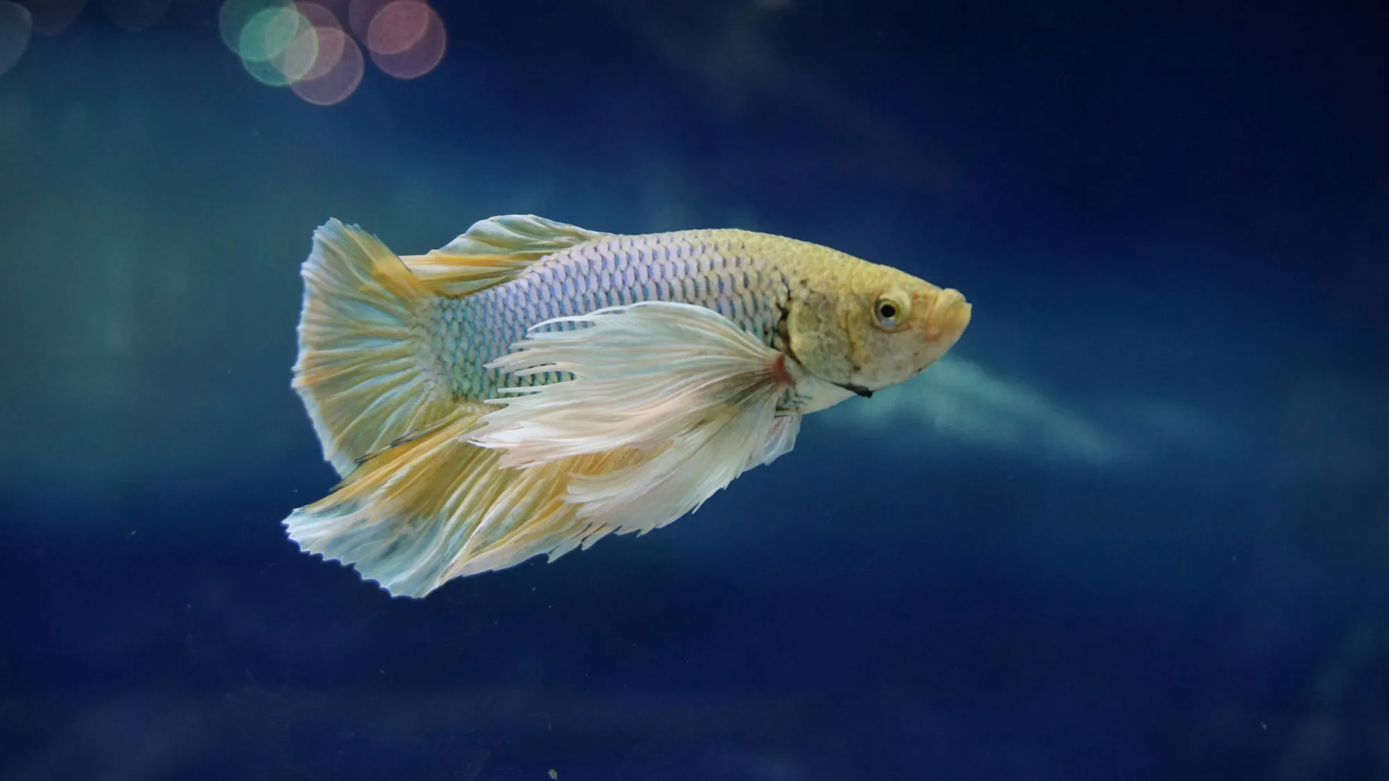 yellow and white betta