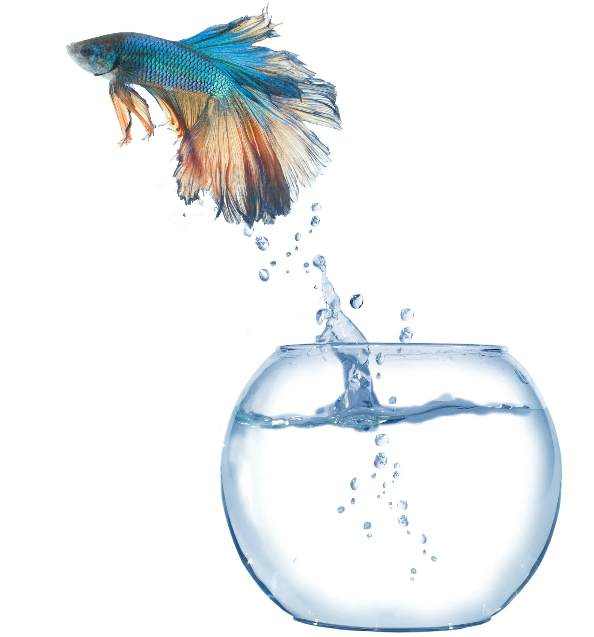Betta fish leaping up out of a small glass bowl.