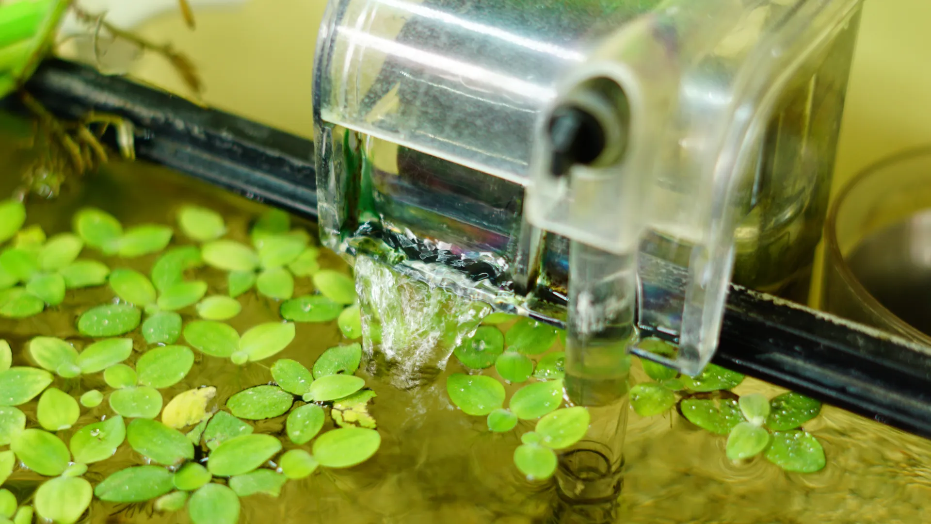 Is Your Filter Too Strong for Your Betta? How to Tell and How to Fix It