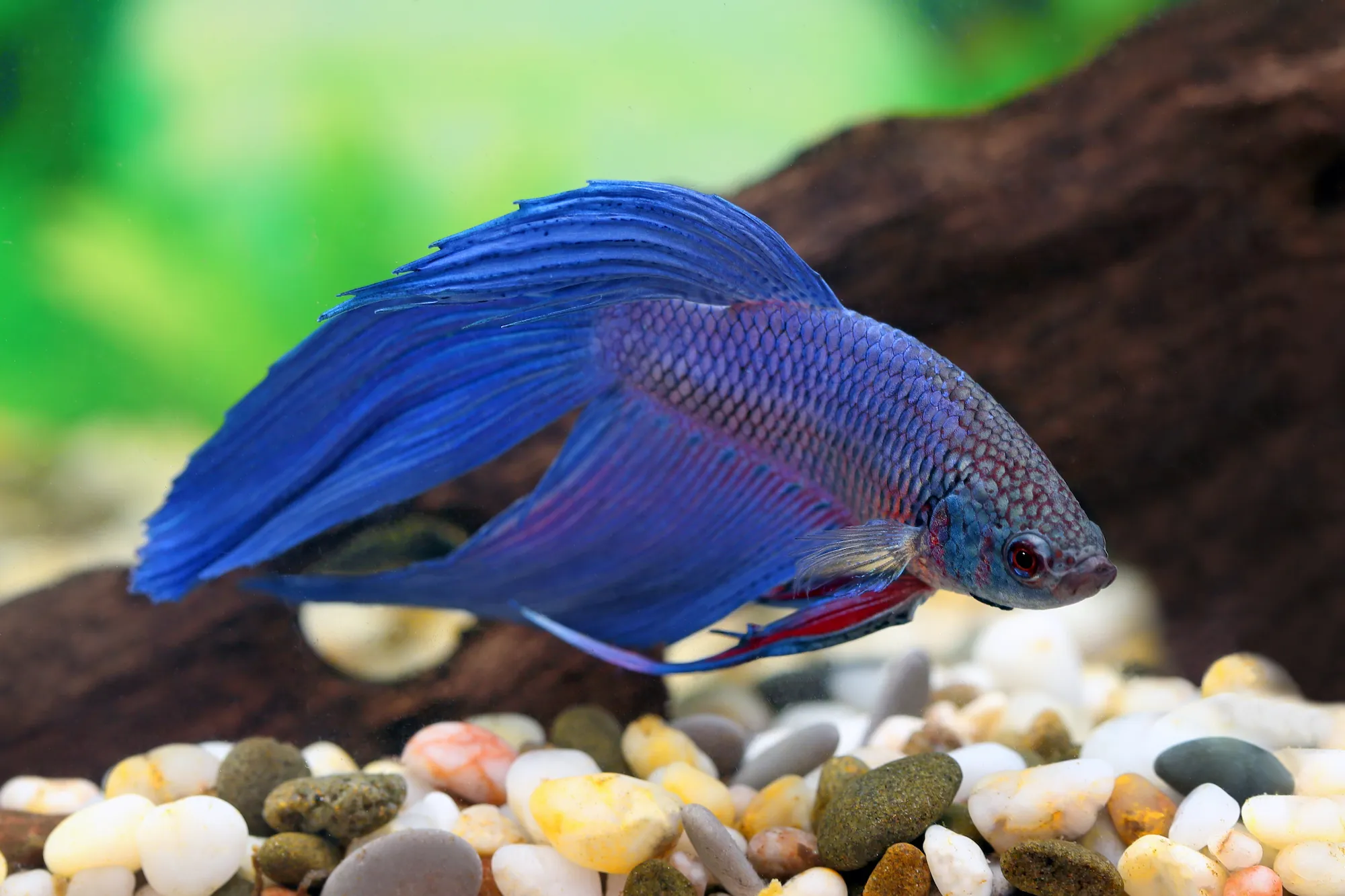 A blue betta fish