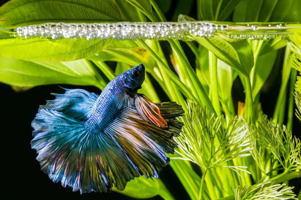 A male betta fish building a bubble nest.