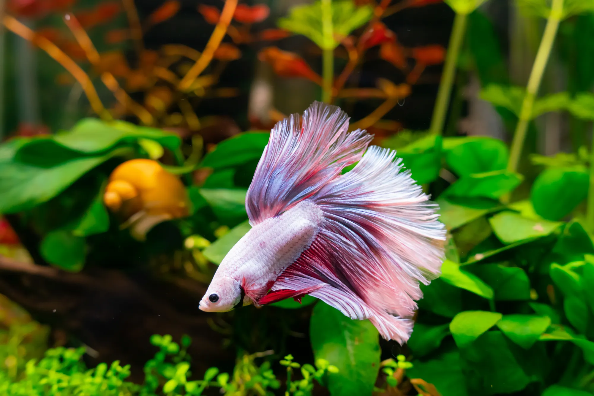 Do Betta Fish Need a Filter?